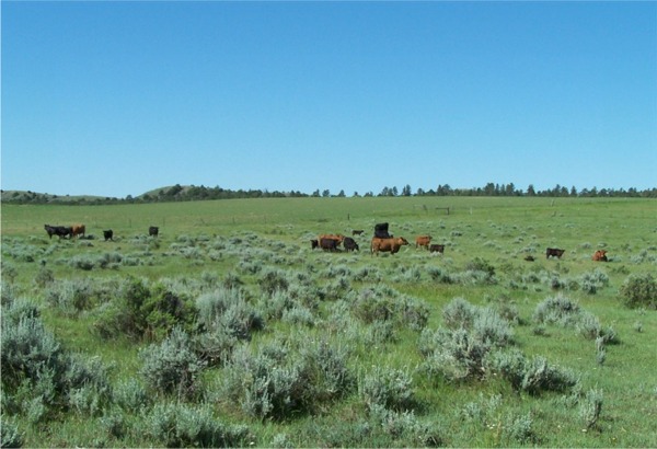 Pasture land in June
