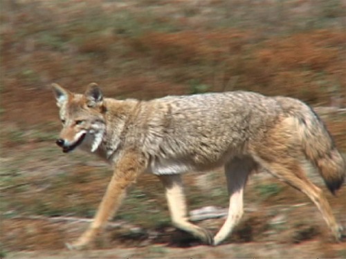 Wyoming Coyote
