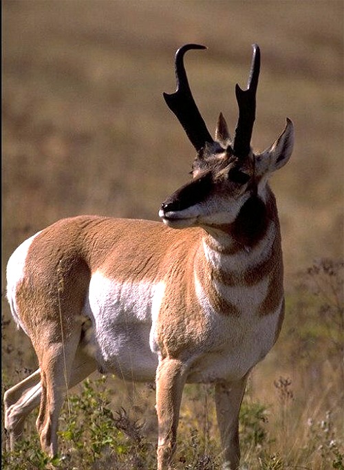 American pronghorn buck